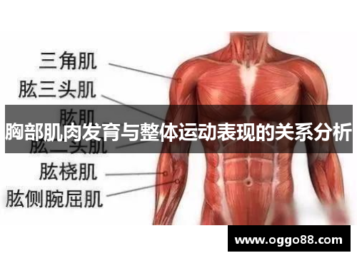 胸部肌肉发育与整体运动表现的关系分析